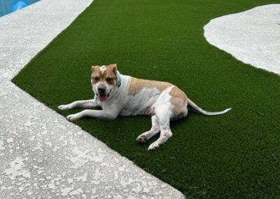 dog laying on turf around pool