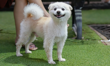 Is Artificial Turf Safe for Dogs and Pets?